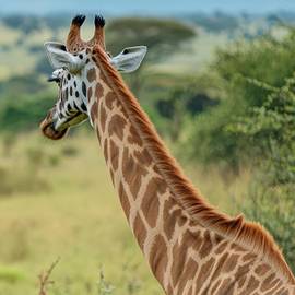 Chuyên Tour Du lịch nước ngoài, Trong nước, Vé máy bay, Visa uy tín