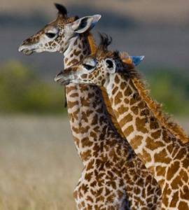 Chuyên Tour Du lịch nước ngoài, Trong nước, Vé máy bay, Visa uy tín