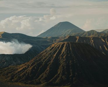 Cay mau rong tren dao Socotra