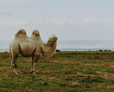 Dau vat Naadam truyen thong Mong Co