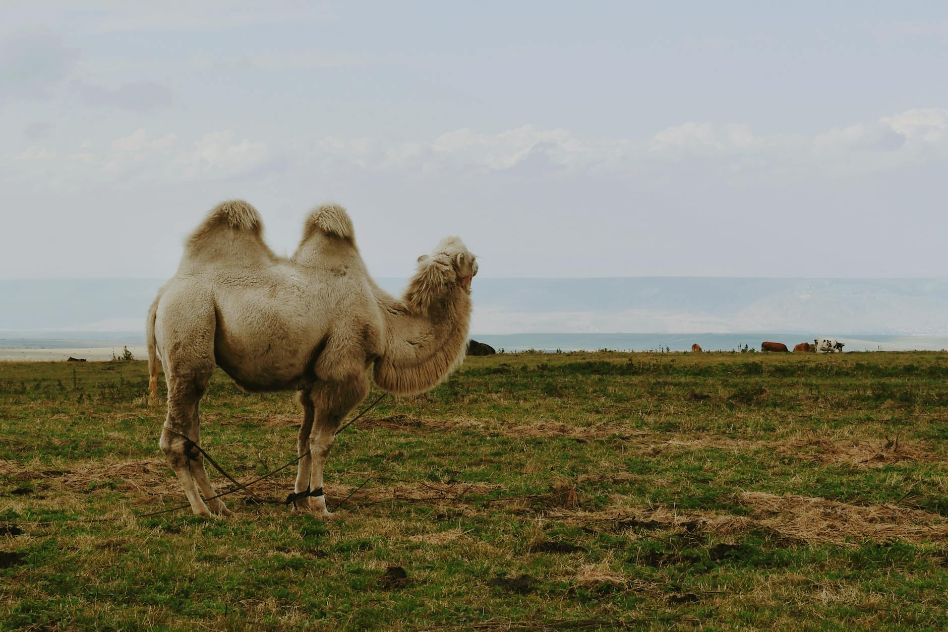 Dau vat Naadam truyen thong Mong Co