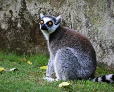 Ve may bay Madagascar 2026