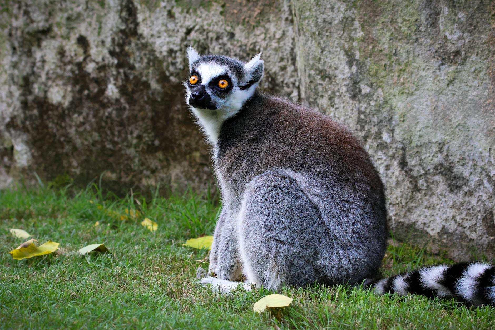 Ve may bay Madagascar 2026