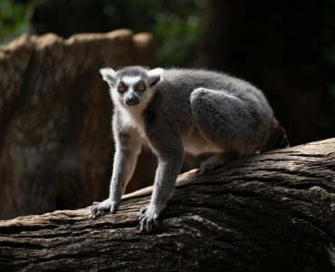 Ho so visa Schengen Phap di Madagascar