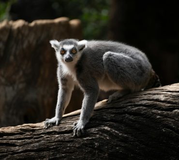 Ho so visa Schengen Phap di Madagascar