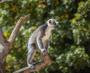 Khung canh Antananarivo Madagascar nhin tu tren cao