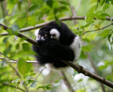 Khung cảnh hoàng hôn tại đại lộ bao báp Madagascar