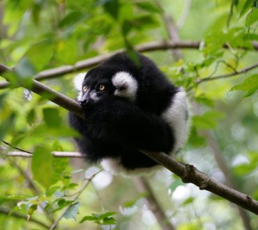 Khung cảnh hoàng hôn tại đại lộ bao báp Madagascar