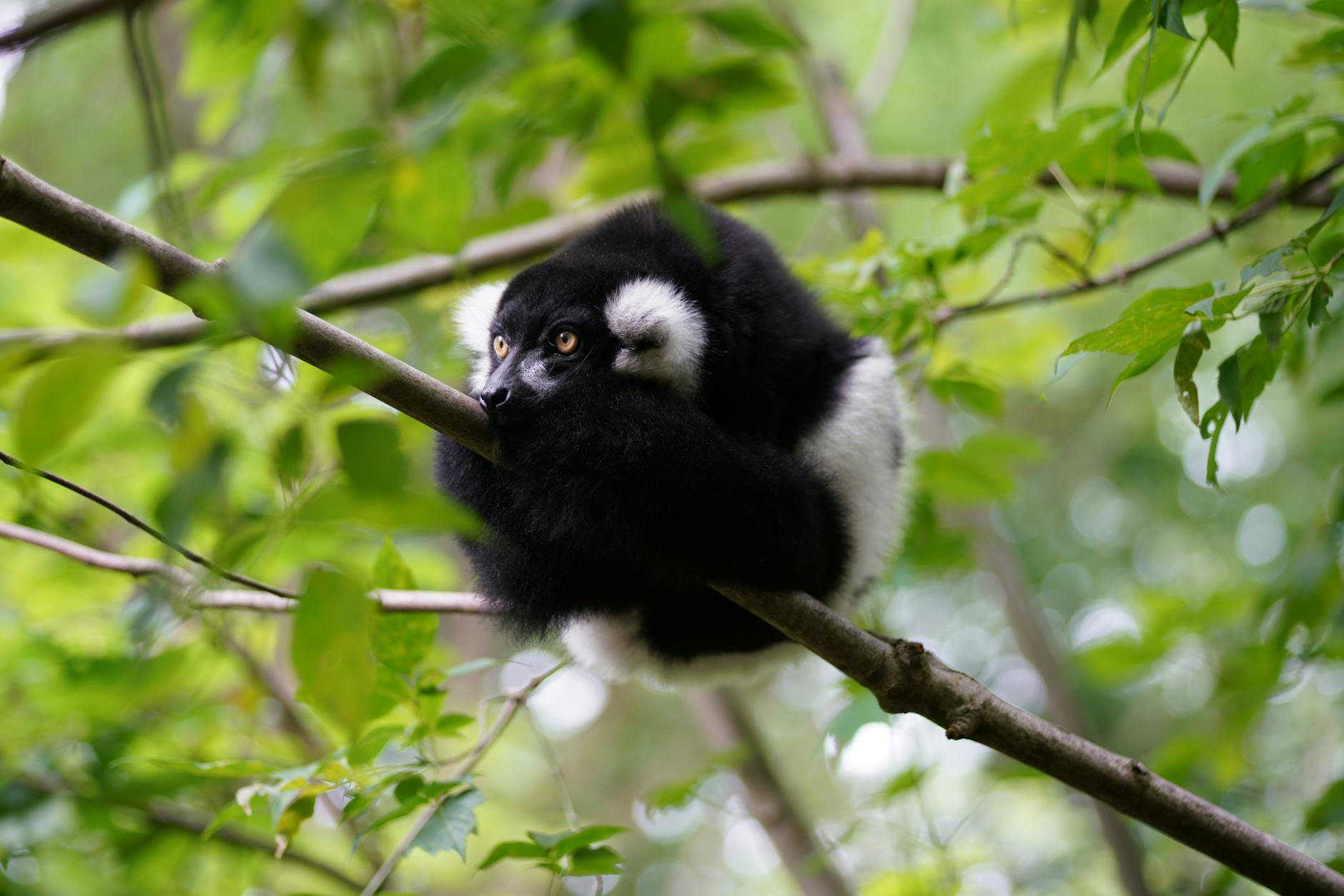Khung cảnh hoàng hôn tại đại lộ bao báp Madagascar