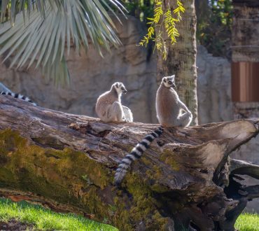 Vượn cáo Madagascar