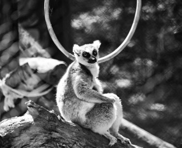 Hinh anh lemur tren cay Madagascar