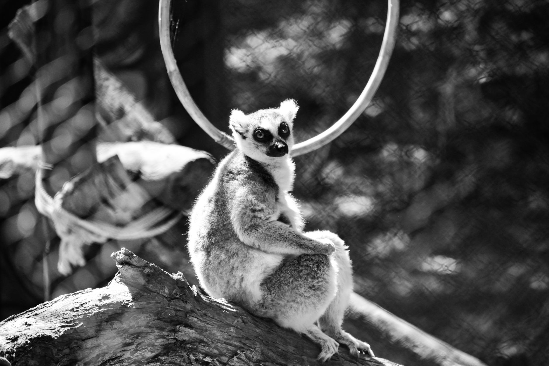 Hinh anh lemur tren cay Madagascar