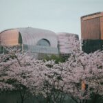 Tour Hàn Quốc mùa hoa anh đào 5N5Đ: Busan – Gyeongju – Daegu – Seoul