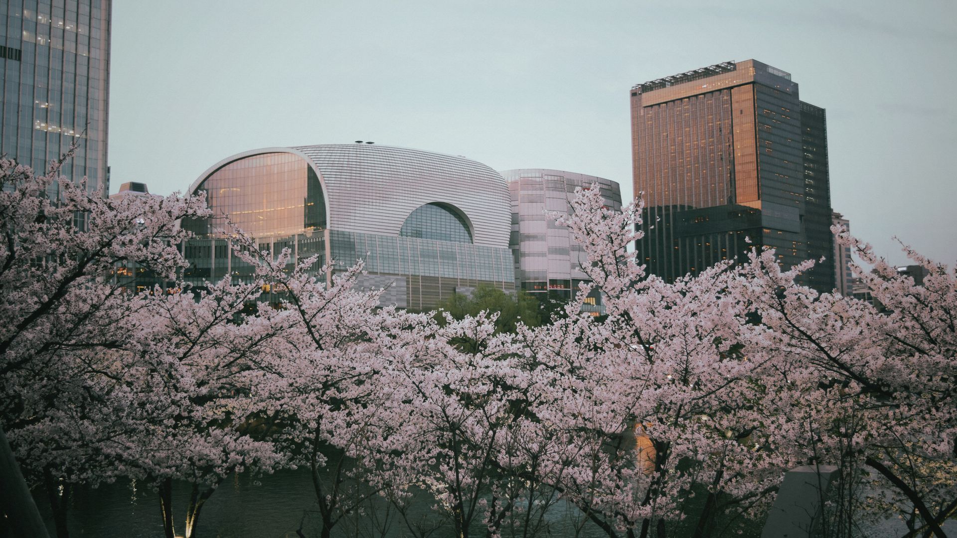 Tour Hàn Quốc mùa hoa anh đào 5N5Đ: Busan - Gyeongju - Daegu - Seoul