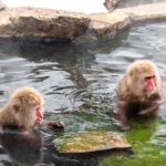 Tour Nhật Bản 4N3Đ: Nagano – Khỉ tuyết – Trượt tuyết – Tokyo