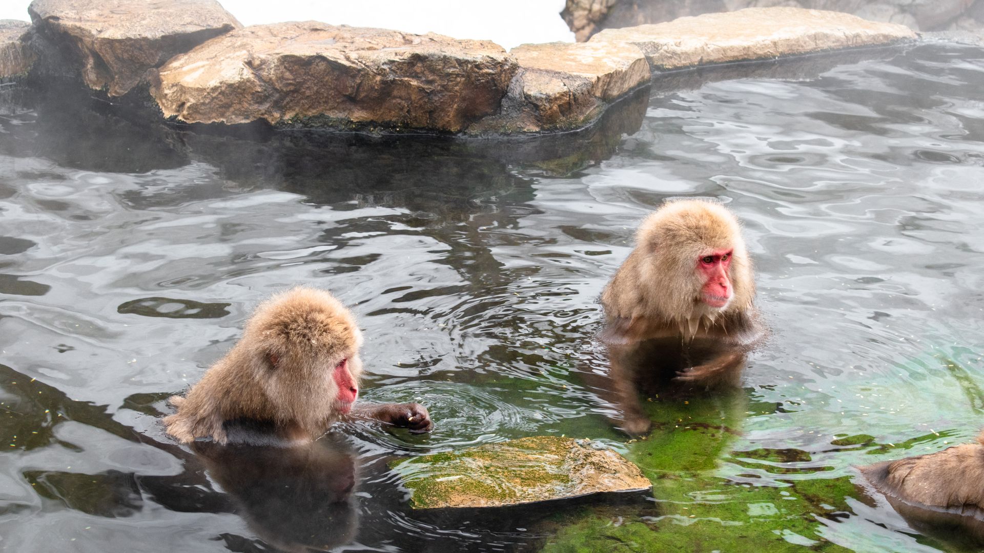 Tour Nhật Bản 4N3Đ: Nagano - Khỉ tuyết - Trượt tuyết - Tokyo