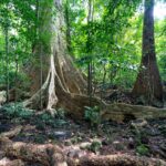 Tour Nam Cát Tiên 2N1Đ: Xem thú đêm – Nghỉ Orchard Home Resort