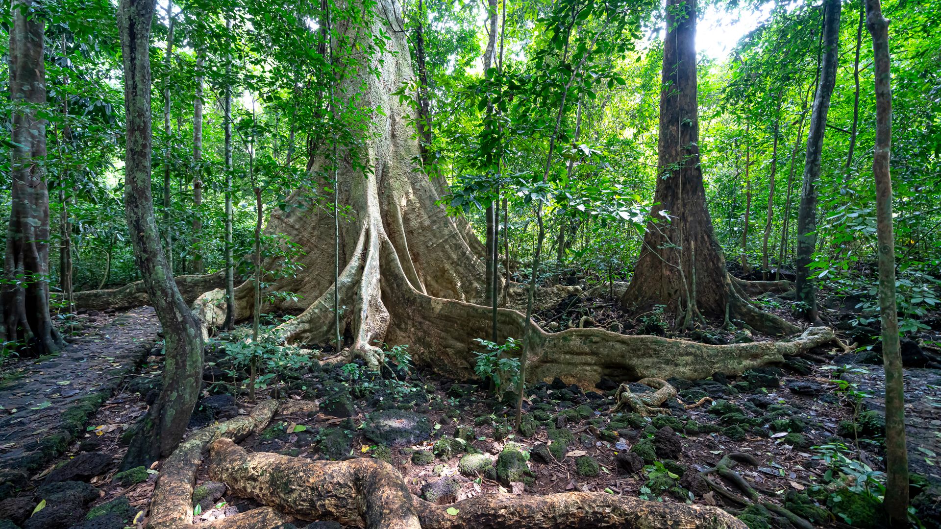 Tour Nam Cát Tiên 2N1Đ: Xem thú đêm - Nghỉ Orchard Home Resort